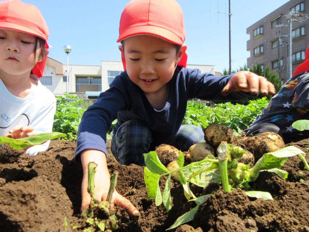 【6月　じゃがいも掘り】けやき保育園