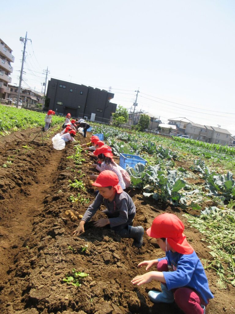 【6月　じゃがいも掘り】けやき保育園